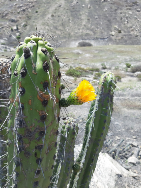 Файл:Corryocactus brachypetalus 2.jpg