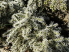 Cylindropuntia rosea 16832.jpg