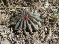 Echinopsis stilowiana 2.JPG