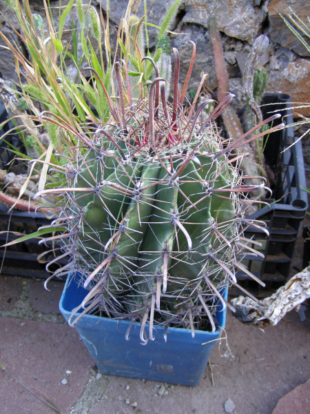 Файл:Ferocactus santa-maria.JPG