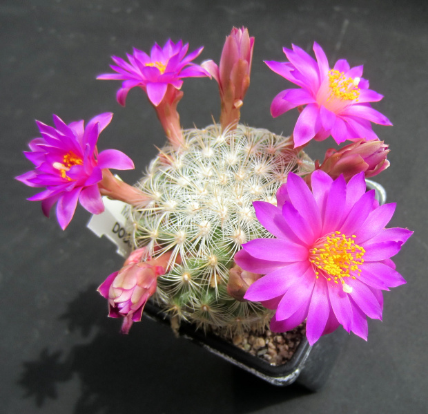 Файл:Mammillaria deherdtiana ssp. dodsonii 5.jpg