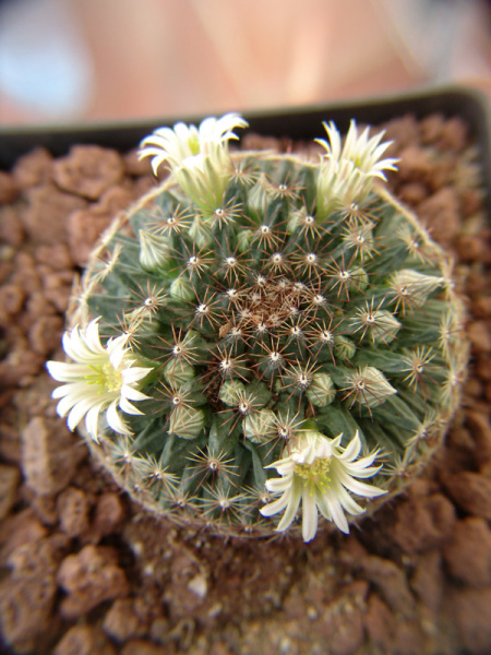 Файл:Mammillaria heyderi 3.jpg
