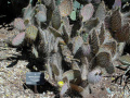 Opuntia gosseliniana 4.jpg