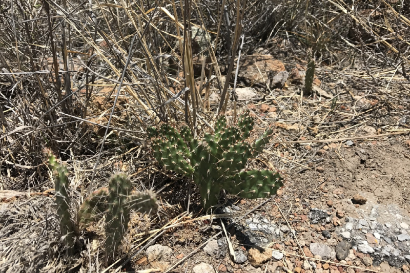 Файл:Opuntia megarrhiza.jpg