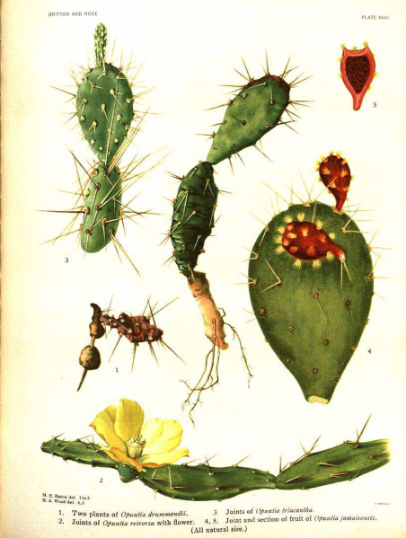 Файл:Opuntia triacantha 50967.jpg