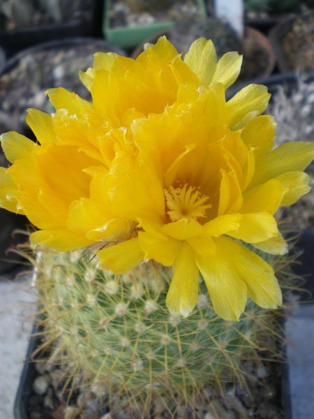 Файл:Parodia microsperma ssp. microsperma 2.jpg