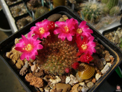 Rebutia minuscula 4.jpg