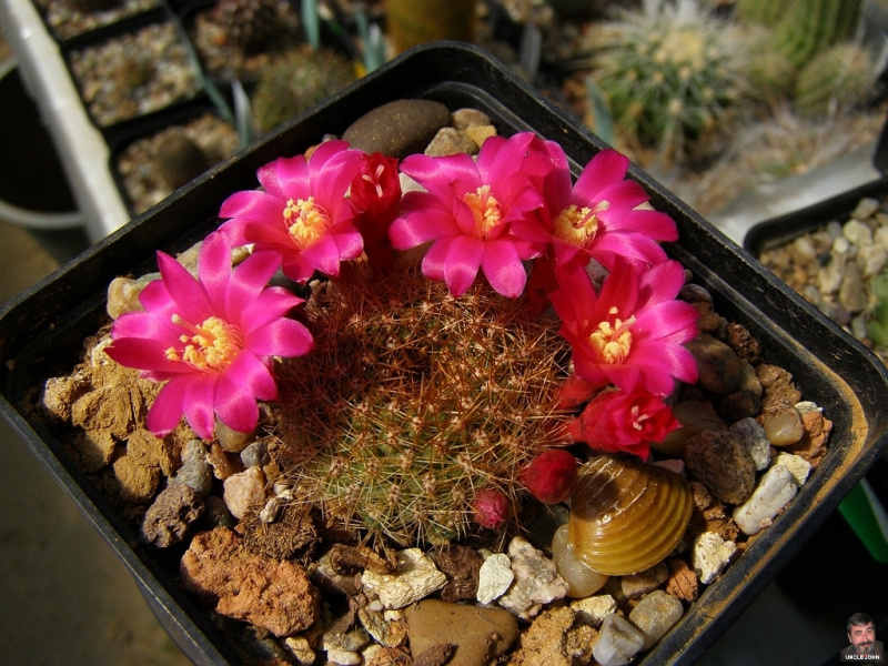 Файл:Rebutia minuscula 4.jpg