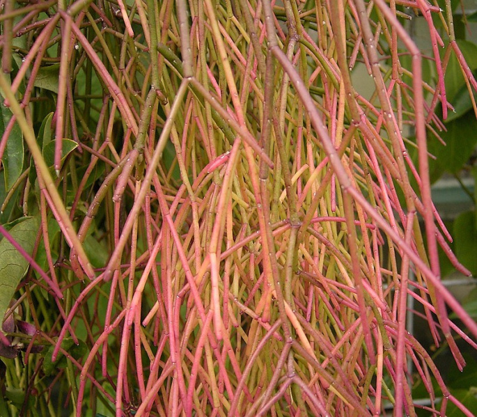 Файл:Rhipsalis burchellii 01 ies.jpg