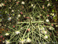 Rhipsalis pilocarpa 19857.jpg