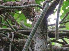 Selenicereus grandiflorus ssp. lautneri.jpeg