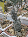 Tephrocactus aoracanthus KP763