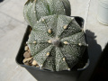 Astrophytum asterias