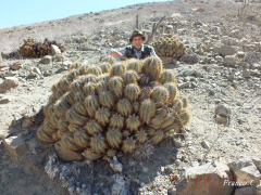 Copiapoa solaris habitat.jpg