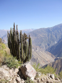 Corryocactus brevistylus.JPG