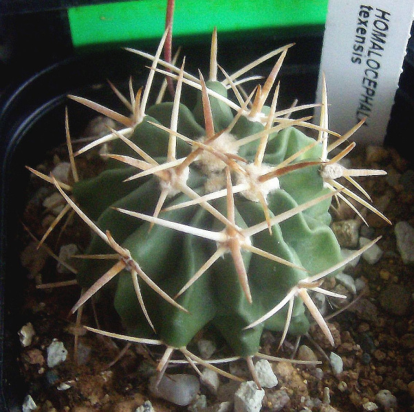 Файл:Echinocactus texensis.jpg