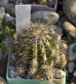 Echinopsis Hako-jo