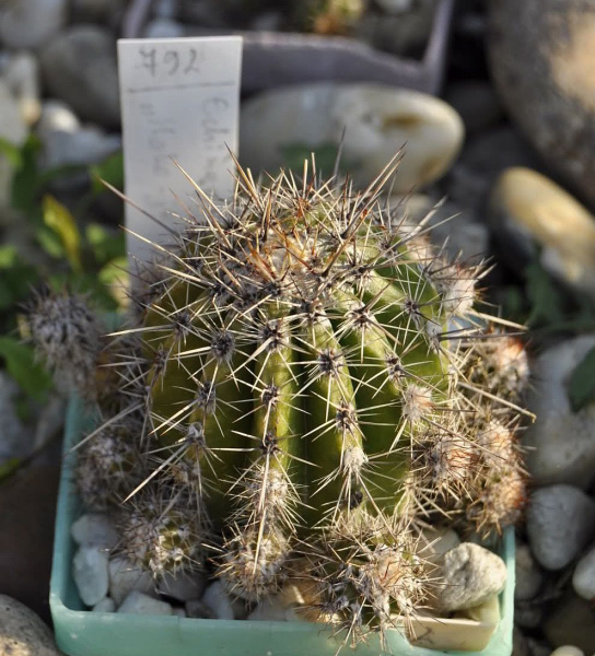 Файл:Echinopsis Hako-jo.jpg