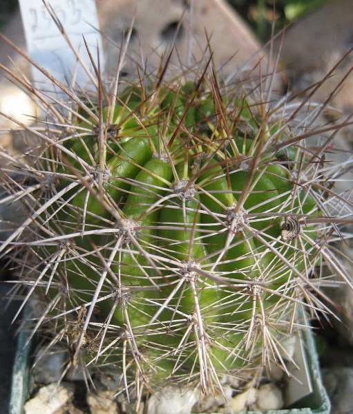 Файл:Echinopsis hystrichoides.jpg