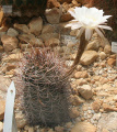 Echinopsis leucantha