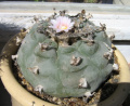 Lophophora williamsii
