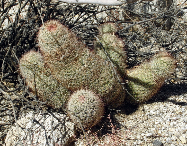 Файл:Mammillaria dioica 4.JPG