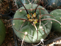 Matucana madisoniorum