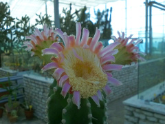 Neobuxbaumia euphorbioides 1.jpg