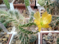 Opuntia repens 2.jpg