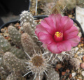 Pterocactus fischeri