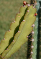 Rhipsalis russellii