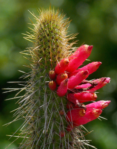 Cleistocactus candelilla 0.jpg