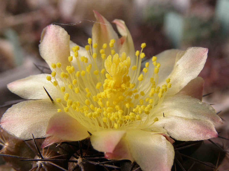 Файл:Copiapoa montana 6.jpg
