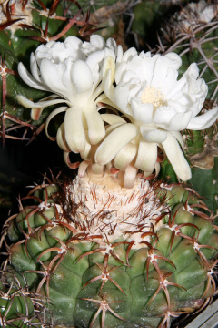Discocactus heptacanthus Britton & Rose.jpg