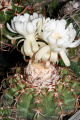 Discocactus heptacanthus