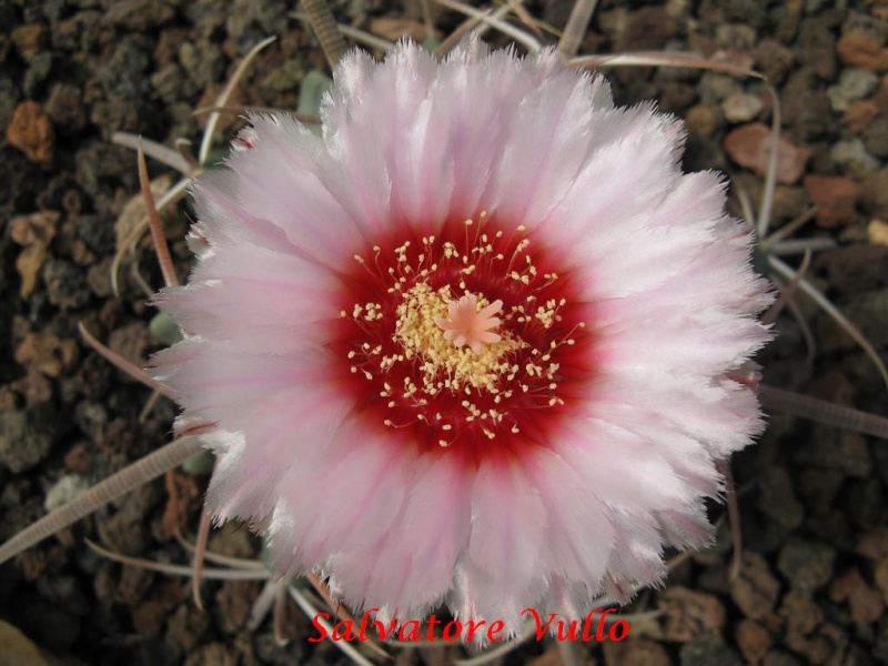 Файл:Echinocactus texensis 7.jpg