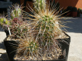 Echinocereus engelmannii 4.jpg