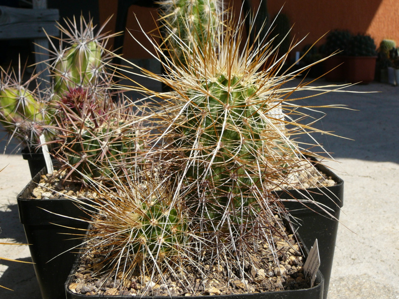 Файл:Echinocereus engelmannii 4.jpg
