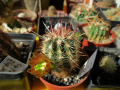 Echinocereus viridiflorus ssp. chloranthus 2.jpg