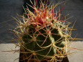 Ferocactus johnstonianus
