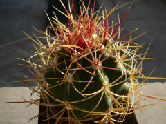 Ferocactus johnstonianus 1.jpg
