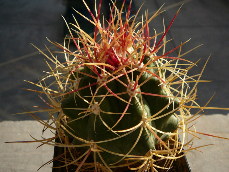 Файл:Ferocactus johnstonianus 1.jpg