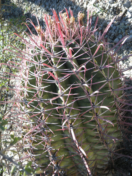 Файл:Ferocactus latispinus ssp. spiralis 1.jpg