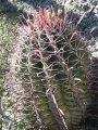 Ferocactus latispinus ssp. spiralis