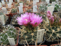 Gymnocalycium neohuberi 3.jpg