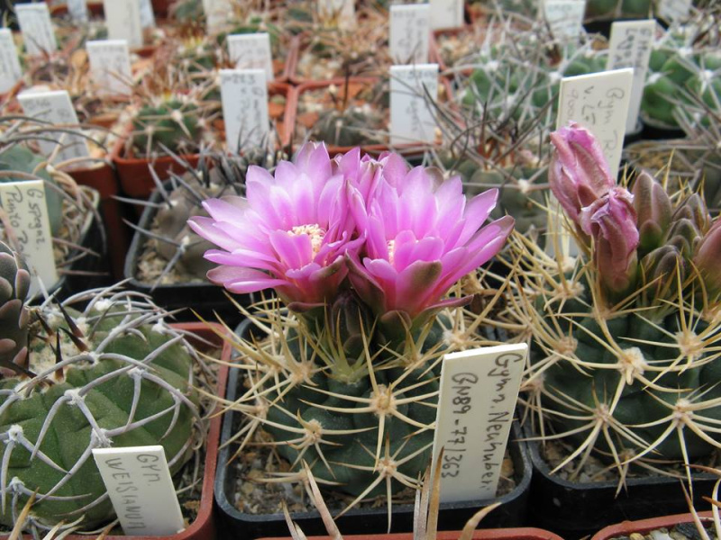 Файл:Gymnocalycium neohuberi 3.jpg