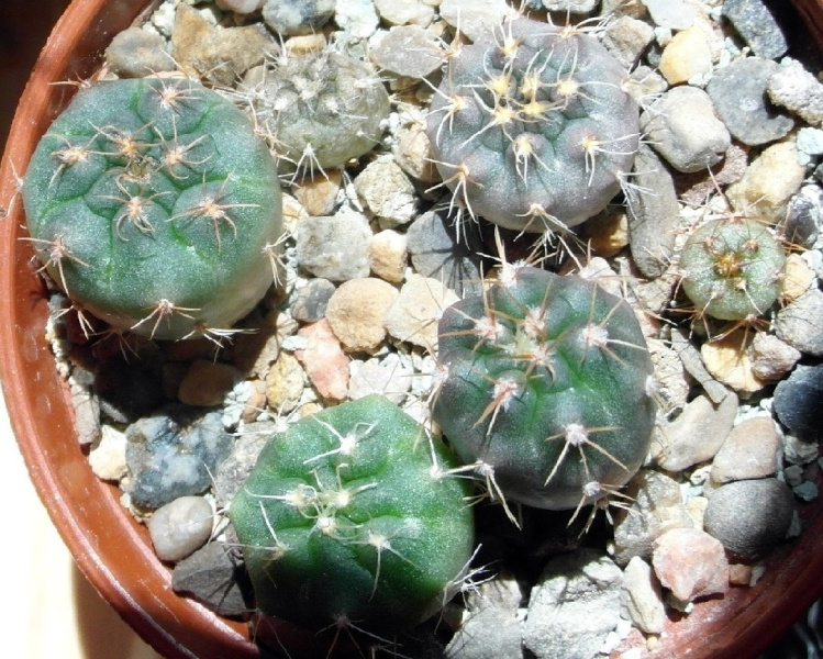Файл:Gymnocalycium neuhuberi 26.JPG