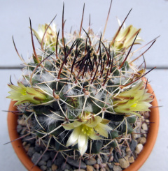 Mammillaria karwinskiana ssp. karwinskiana.JPG