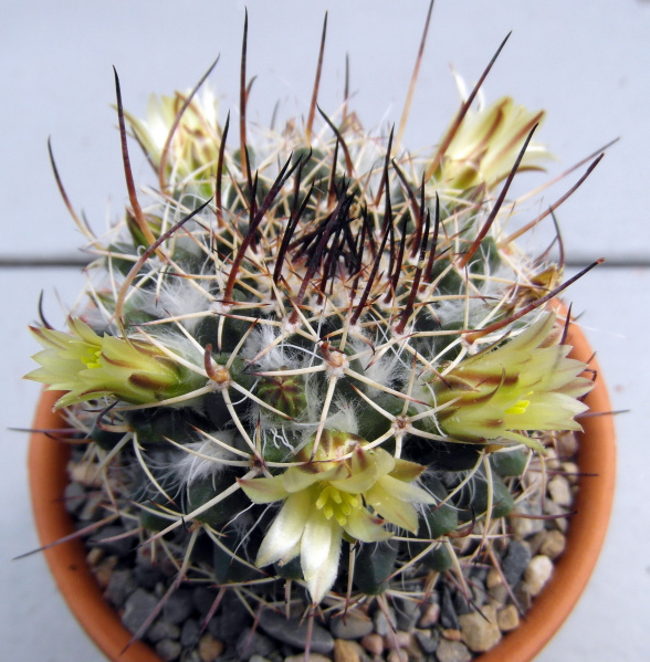Файл:Mammillaria karwinskiana ssp. karwinskiana.JPG
