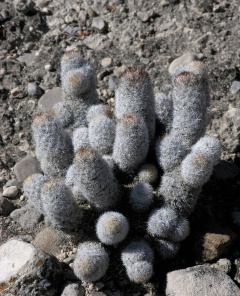 Mammillaria sphacelata subsp. viperina 0.jpg